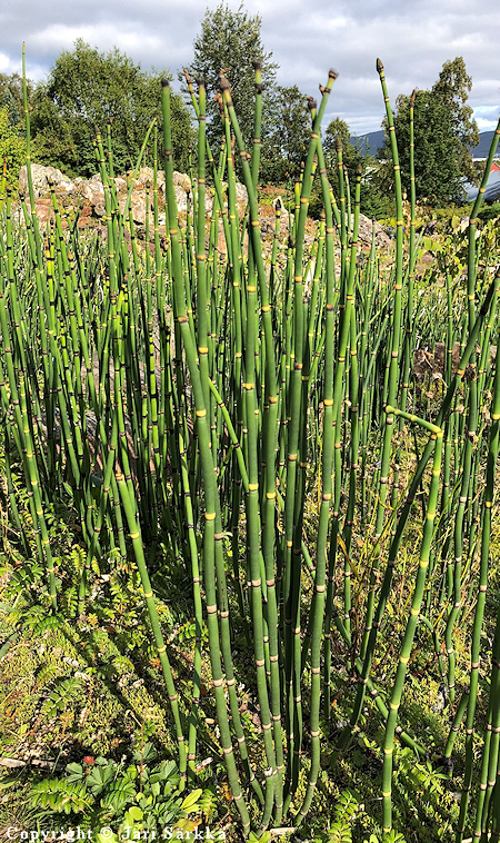 Equisetum hyemale, kangaskorte